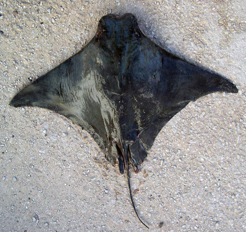 Rhinoptera marginata_06.jpg